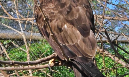 DSCF1764