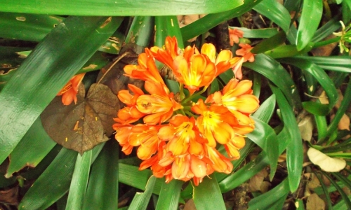 DSCF1580