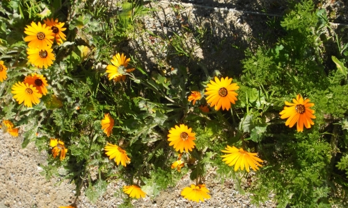 DSCF0795