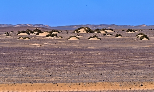 DSCF9666