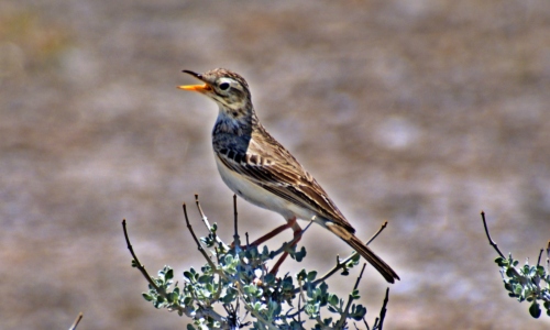 DSCF9592
