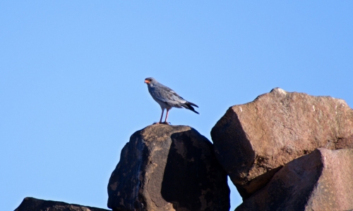 DSCF9971