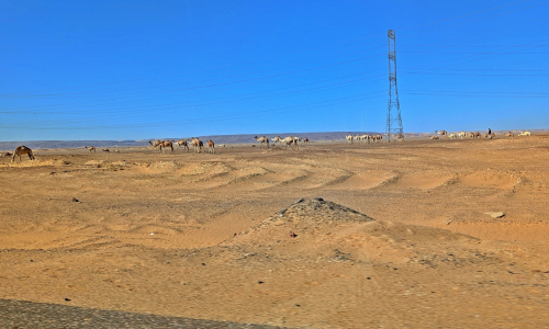 PXL_20241223_081846573