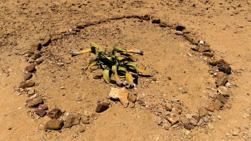 Click to view more pictures